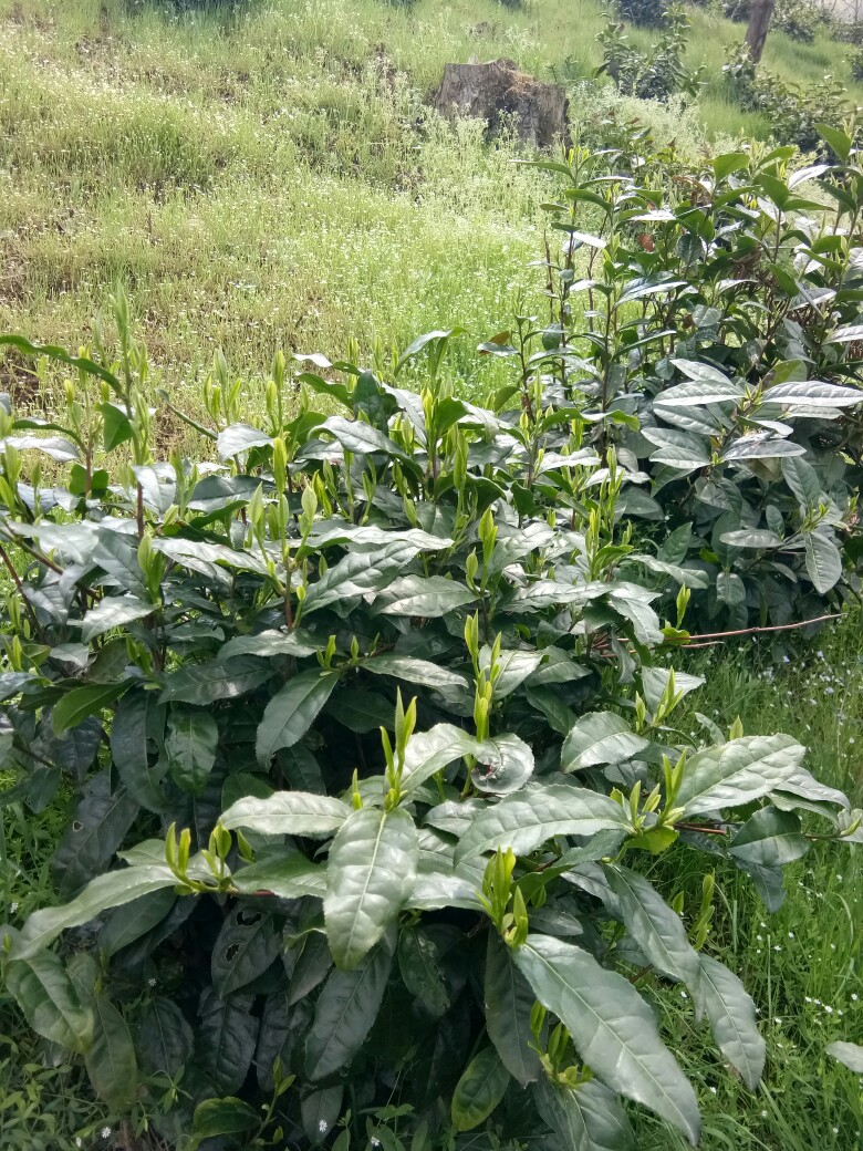板桥野兰香茶叶