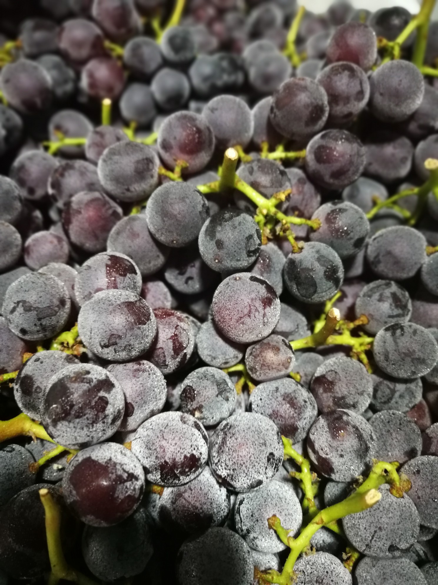 纯甜夏黑,悠悠巨峰,大葡萄乒乓价格惊爆!