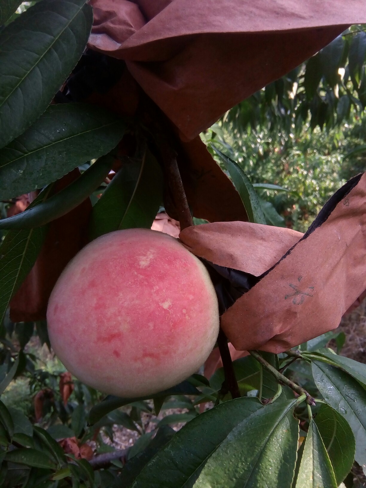 永莲蜜桃要上市啦