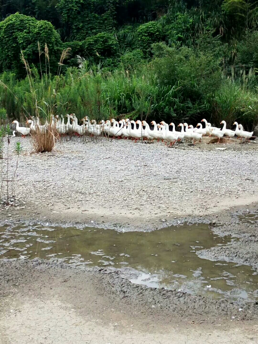 滴小河鴨跟鵝 配送:市區內(河瀝溪八里╠╠五里鋪南站)免費送貨上門!