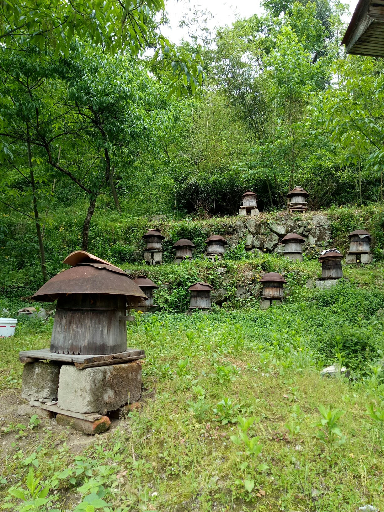 石柱高山土蜂蜜