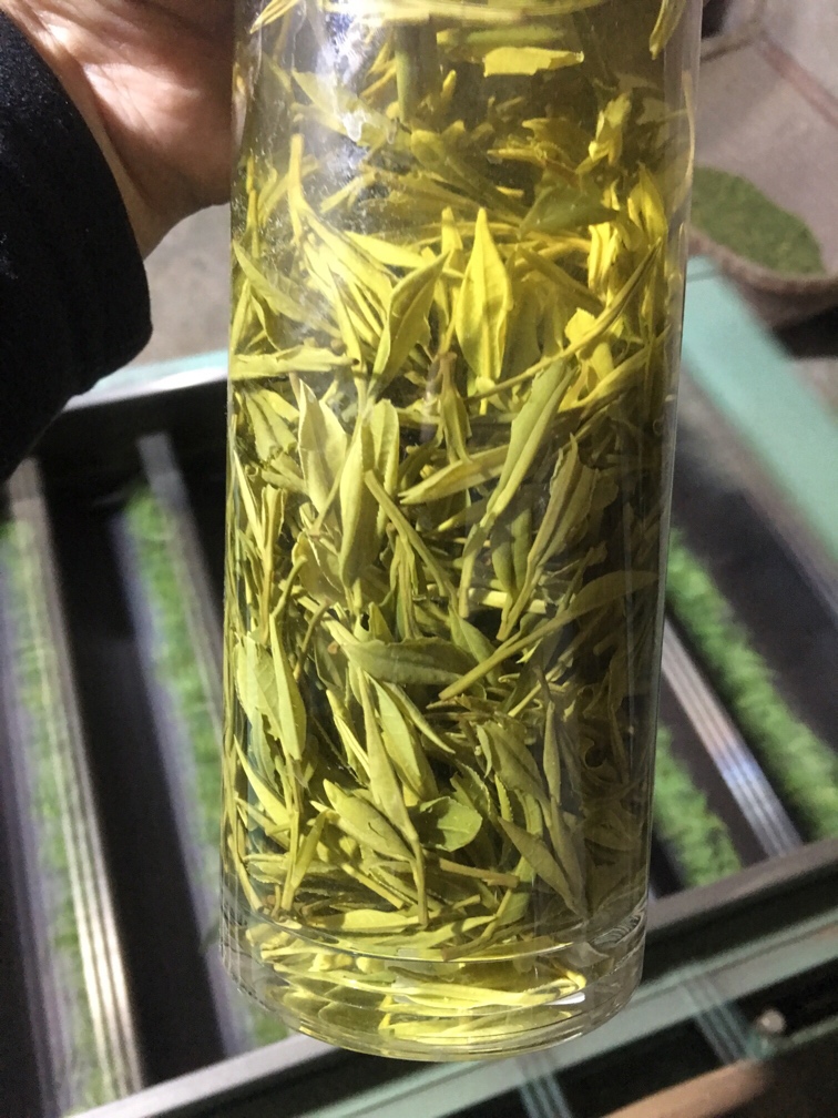 69 文学艺术 69 ┊酒茶文化┊ 69 西林黄花云尖   叔叔家的茶叶