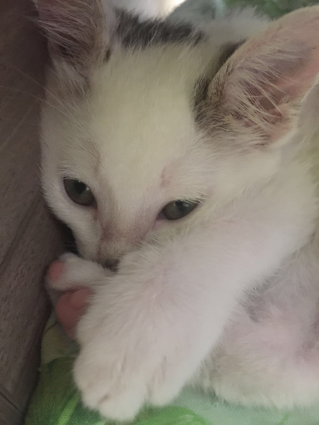 有养宁国小土猫的吗,互相交流下