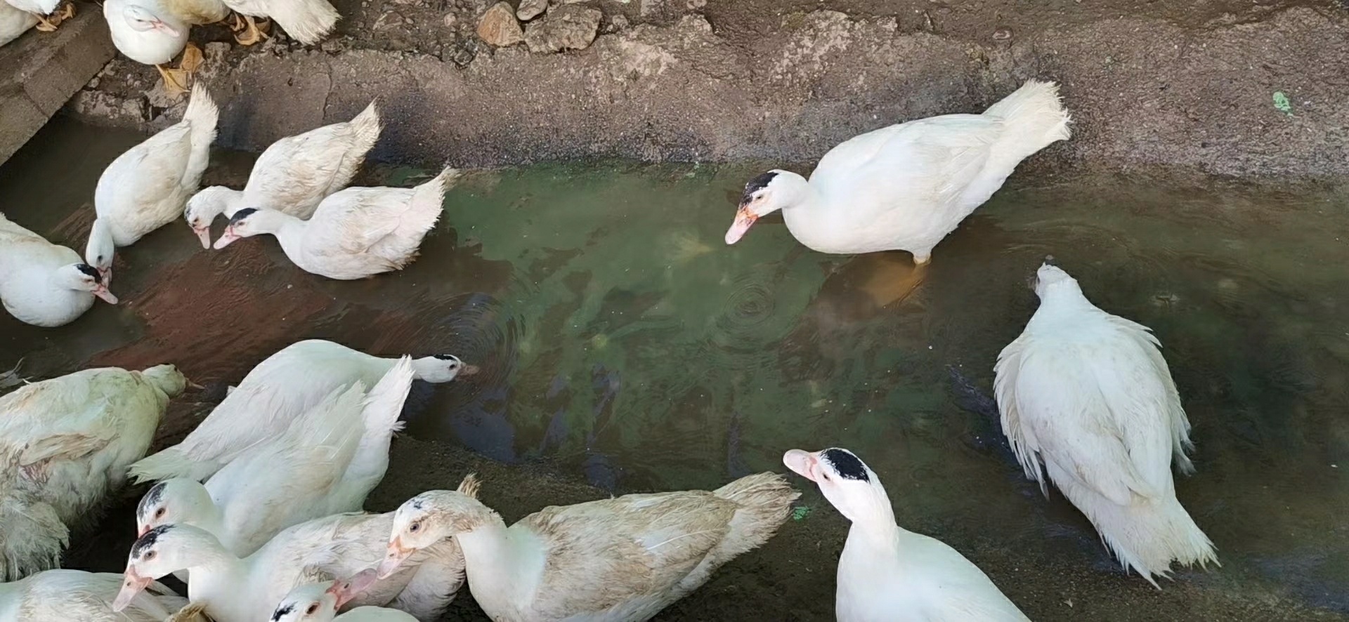 农家散养豚鸭清仓大甩卖了