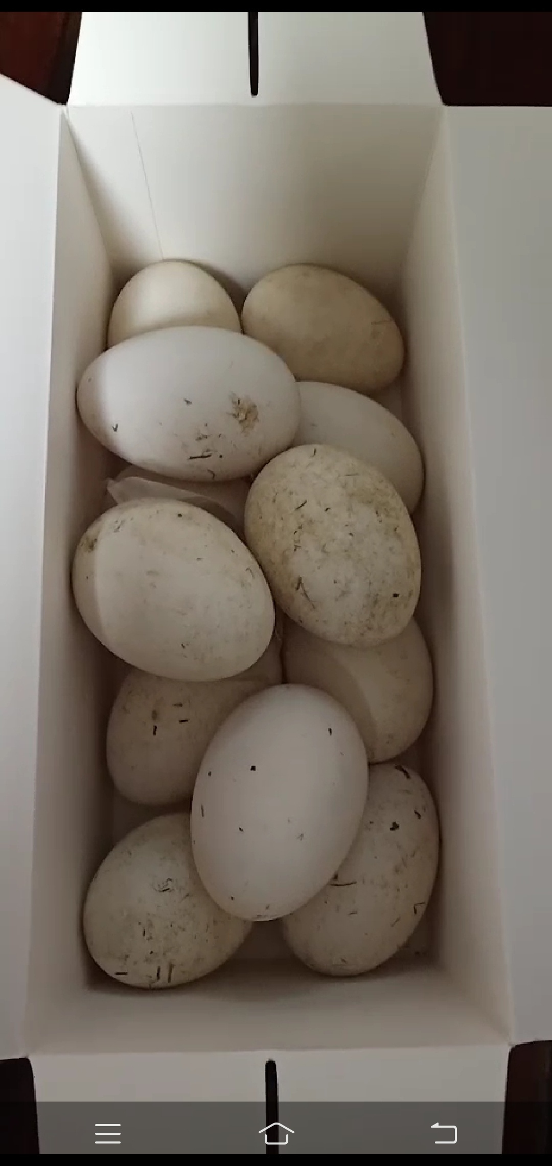 出售正宗新鲜鹅蛋