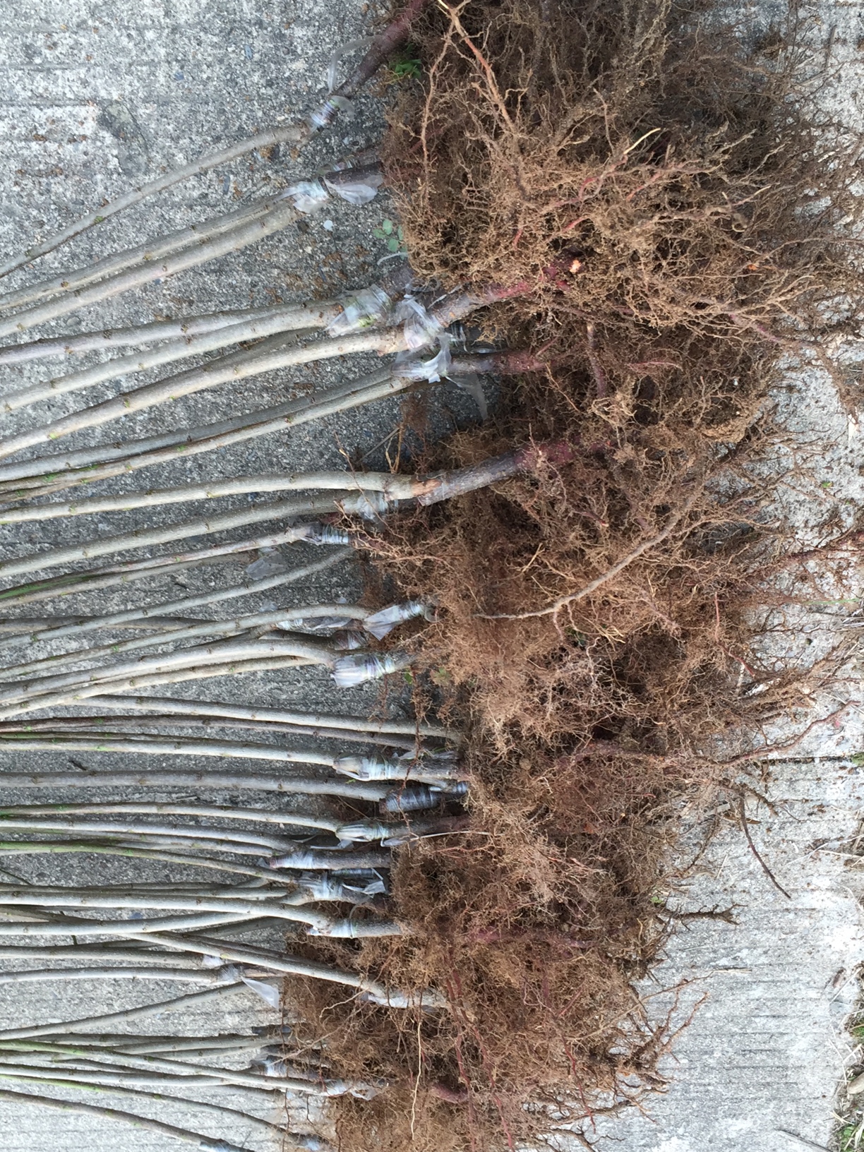 出售嫁接青梅苗