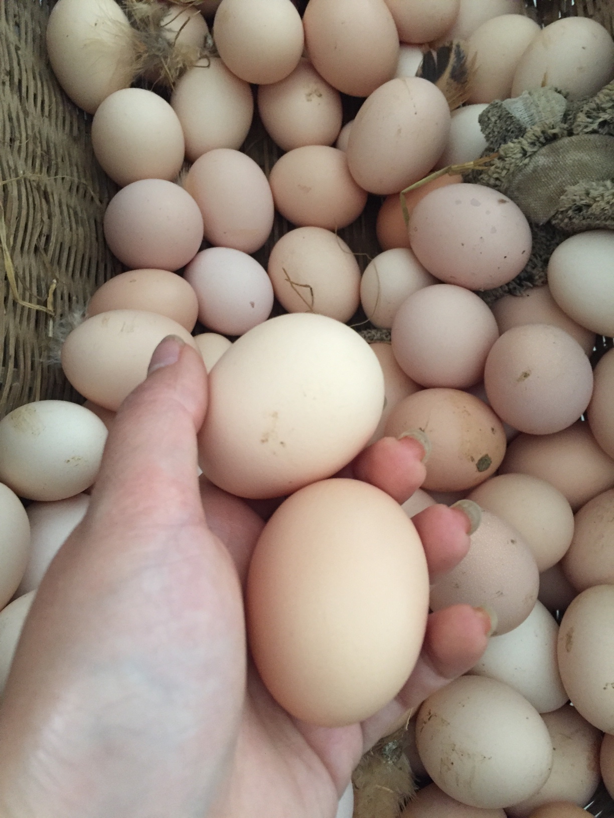 山林放养土鸡土鸡蛋