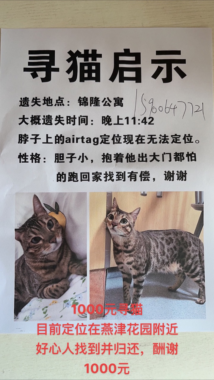 1000寻猫 每天找都没看到猫影 花鸟宠物 宁国论坛